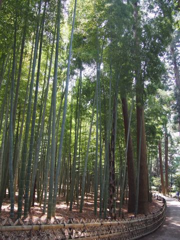 偕樂園竹林