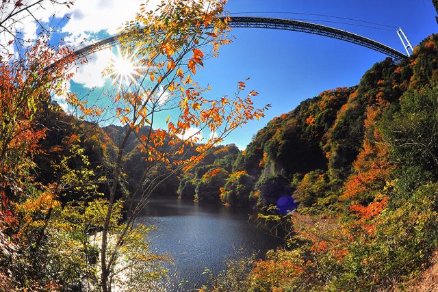 光と紅葉のハモニ